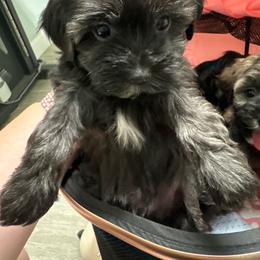 Bella - Tri-color female Yorkipoo puppy in Apple Valley, California from Boujeepups
