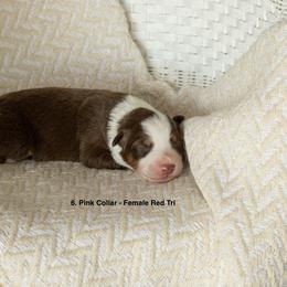 Puppy 6 Pink - Red tri-color female Australian Shepherd puppy in Avoca, Iowa from Danker Farms