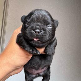 Ellie - Tricolors female French Bulldog puppy in Porter, Texas from Whatabulldog