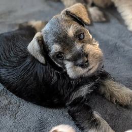 Tex - Salt and pepper male Miniature Schnauzer puppy in Ferndale, Washington from Blackhorse Schnauzers Washington state