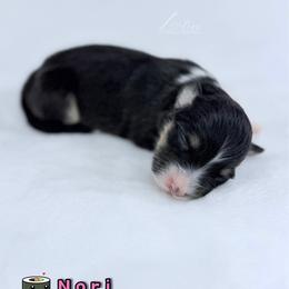 Nori - Black tri-color female Australian Shepherd puppy in Jonesborough, Tennessee from Lotus Australian Shepherds