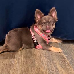 Roxy - French Bulldog