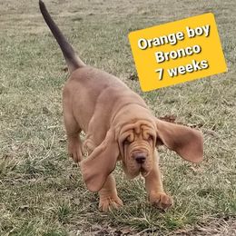 Bloodhound Puppies from KRC Ozark Mountain Bloodhounds