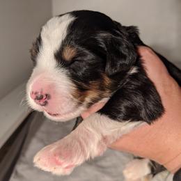 Bearded Retriever, Bernedoodle, Double Doodle, and Poodle Puppies from Doodle Belle Puppy