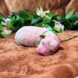 Shaka (green) - Apricot male Goldendoodle puppy in Haltom City, Texas from Ohana Doodles