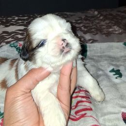 Boy 1 - Black gold and white male Shih Tzu puppy in Birmingham, Alabama from K&D kennels