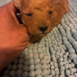 Light red female - Red  female Poodle puppy in Burien, Washington from South Sound Doodles