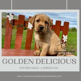 Golden Delicious - Yellow male Labrador Retriever puppy in Grand Gorge, New York from Mountain View Labrador Retrievers