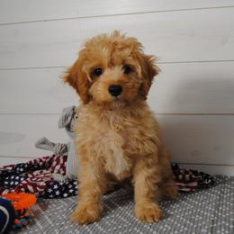Copper - Red male Cavapoo puppy in Mountain Grove, Missouri from Dogwood & Sassafras Companions