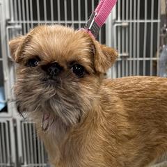 Brussels Griffons from Cinnabar Brussel's Griffons