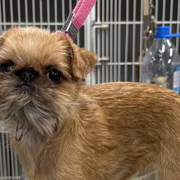 Brussels Griffons from Cinnabar Brussel's Griffons