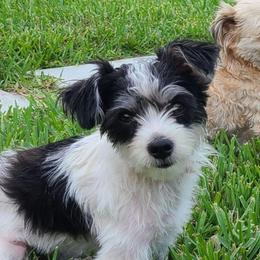 Brandy - Piebald female Morkie puppy in Loxahatchee, Florida from Cristy's Morkies