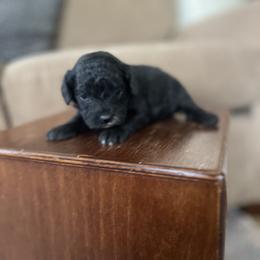 Licorice - Black and white female Cavapoo puppy in Strasburg, Pennsylvania from Still Water Puppies