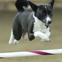 Basenjis from Makindu Basenjis