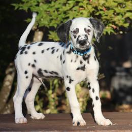 Light Blue - White and black male Dalmatian puppy in Cottage Grove, Oregon from Hidden Hills Dalmatians