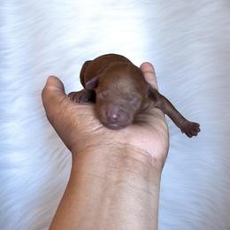 Milo - Red  male Poodle puppy in Okc, Oklahoma from Designer Poos By Diva