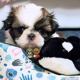 Skip - Tricolor male Shih Tzu puppy in Walkertown, North Carolina from Lil’ Bit’s Shih Tzu