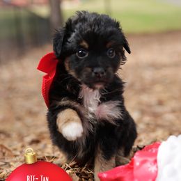 Adele- BTF- Minimal white - Black tri female Toy Australian Shepherd puppy in Nacogdoches, Texas from TK Standard, Mini, & Toy Aussies