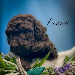 Louisa - Brown female Poodle puppy in Greenville, North Carolina from Grace Poodles