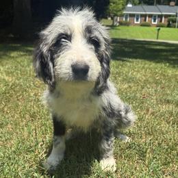 Tony Stark- Iron Man - male Australian Mountain Doodle puppy in Williamston, South Carolina from Sassy Bob’s Dogs