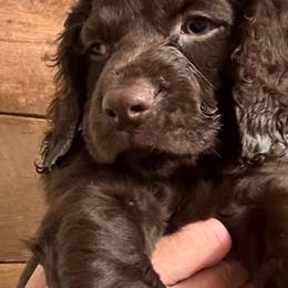 Newman-Pleasant Grove, UT - Dark brown male Boykin Spaniel puppy in Bowling Green, Kentucky from Drakes Creek Boykins LLC