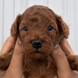 Poodles from Katy's Toy Poodles