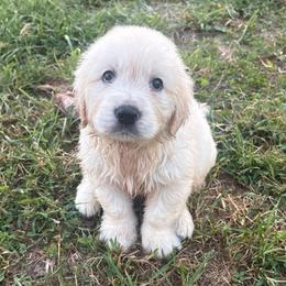 Dexter - Light golden male Golden Retriever puppy in Grant County, Indiana from On The Sunny Side Pavey Farms