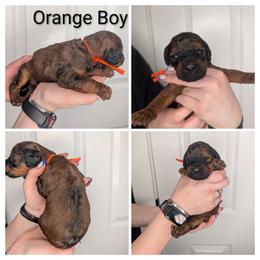 Orange - Wheaten male Whoodle puppy in Kalispell, Montana from Countryman Whoodles