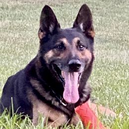 Zep - German Shepherd