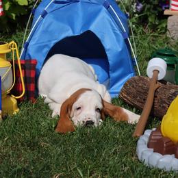 Scuba - Mahogany and white male Basset Hound puppy in Pollock, Missouri from Northstar