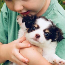 Rocky (Chocolate spotted) - Chocolate and white male Chihuahua puppy in Laurel, Mississippi from Home of Tiny Chihuahuas