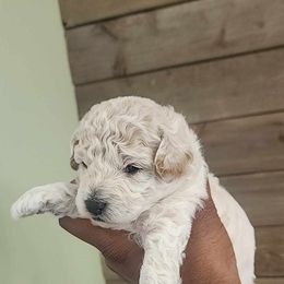 Poodle All Grown Up from Cox Poodles