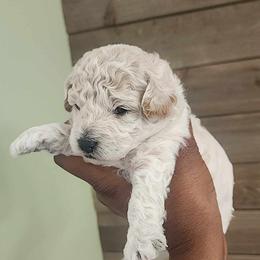 Poodle All Grown Up from Cox Poodles