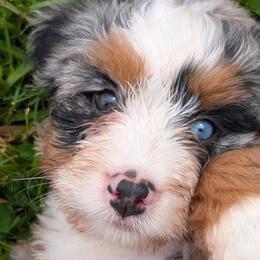 Bernedoodles and Bernese Mountain Dogs from Angel Valley Berners