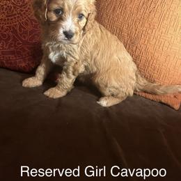 Girl 1 - Apricot and white (Reserved) - Apricot female Cavapoo puppy in Tempe, Arizona from Springerdoodles Plus AZ