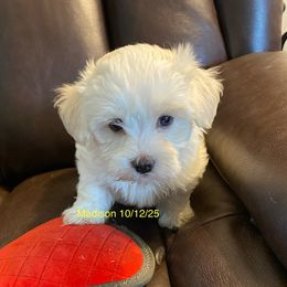 Madison - Cream female Havanese puppy in Hudson, New York from Havanese of Claverack and Hudson Valley Labradors
