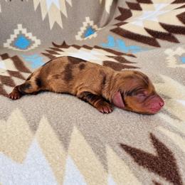 Girl 1 - Dapple female Dachshund puppy in Oklahoma from Red Oak Long Dogs