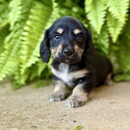 Daisy - Black and cream female Dachshund puppy in Ben Lomond, Arkansas from Miesha Carver's Bulldogs
