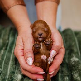 Willow - Red female Cavapoo puppy in South Jordan, Utah from Lady Paws Puppies - Cassie