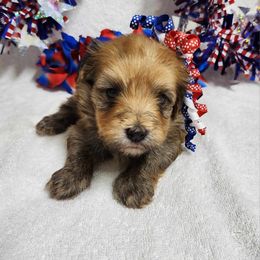 Havanese and Shih Tzu Puppies from Locust Creek Shih Tzu & Havanese
