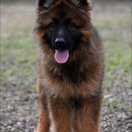 German Shepherd Puppies from German Shepherd Puppies