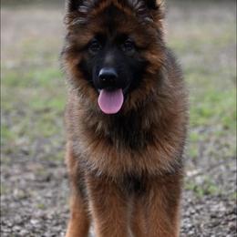 German Shepherd Puppies from German Shepherd Puppies