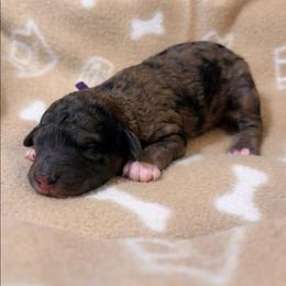 Raven - Merle female Goldendoodle puppy in Pittsburg, Texas from Grace Springs Goldendoodles