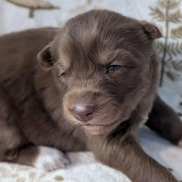 Kit - Red and white female Siberian Husky puppy in Coshocton, Ohio from Wyant Farms