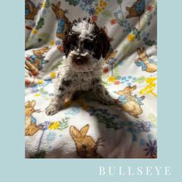 Boy 1 - Brown roan male Lagotto Romagnolo puppy in Salida, California from Harper's Lagotti