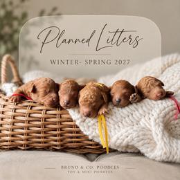 Poodle puppies from Bruno & Co. Puppies