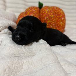 Birdie - Black female Scottish Terrier puppy in Stanford, Kentucky from Bluegrass Scottish Terriers