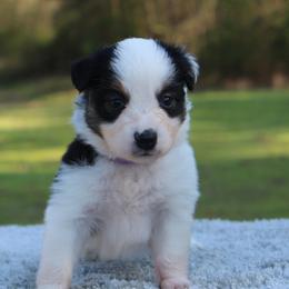 Tulip - Black tri female Toy Australian Shepherd puppy in Bauxite, Arkansas from J and B Mini Aussies