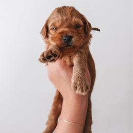 Maple (Cream) - Red  female Goldendoodle puppy in Beaverton, Oregon from Henry Elliots