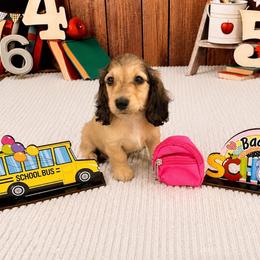 Dark shaded cream girl - Cream female Dachshund puppy in Ely, Iowa from Cedar River Mini Dachshunds